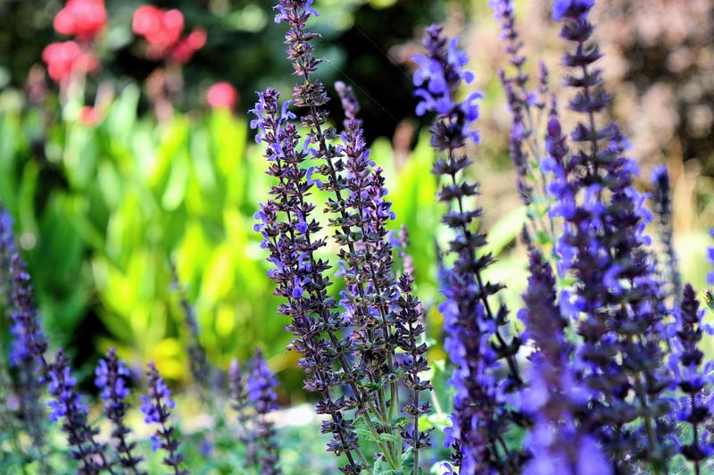Herb Spiral Garden